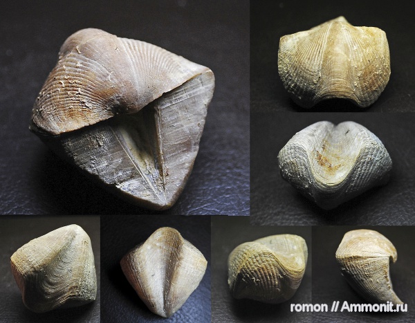 брахиоподы, девон, Devonian, Cyrtospirifer, Cyrtospirifer tenticulum