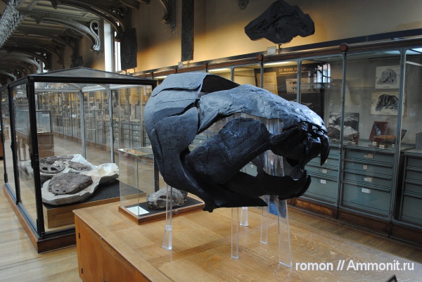 девон, музеи, Dunkleosteus, Devonian, Placodermi, MNHN