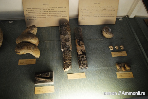 гетероморфные аммониты, музеи, MNHN, heteromorph ammonites