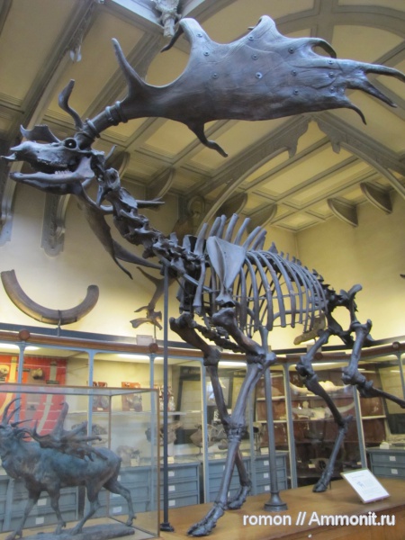 музеи, Megaloceros, MNHN