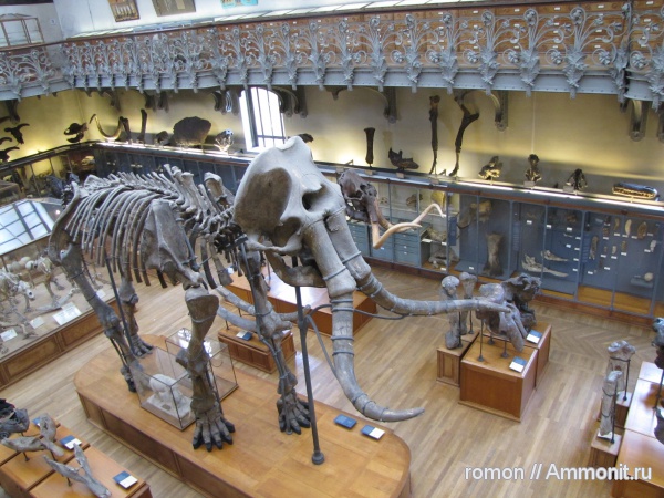 музеи, мамонты, MNHN