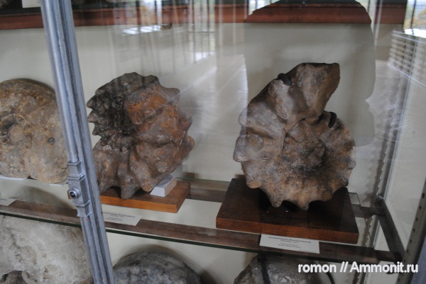 аммониты, музеи, Collignoniceratidae, Ammonites, турон, Lecointriceras, MNHN, Turonian