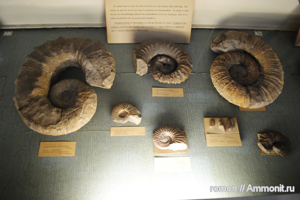 аммониты, музеи, Ammonites, Ptychoceras, Crioceras, MNHN