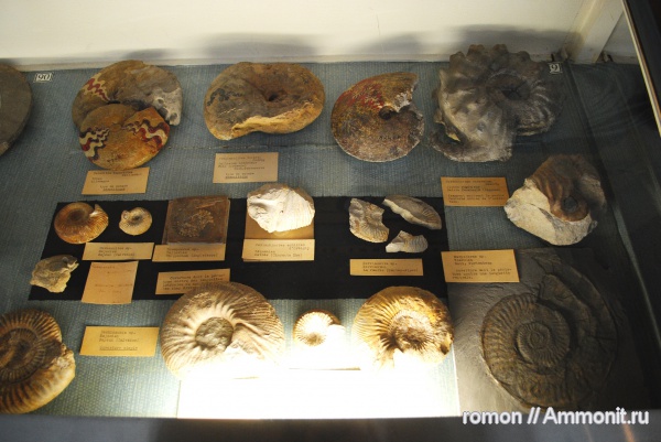 аммониты, музеи, Perisphinctes, ушки, устье, Ammonites, Harpoceras, Mortoniceras, Harpoceratinae, Microconchs, MNHN, Hildoceratidae, lappets
