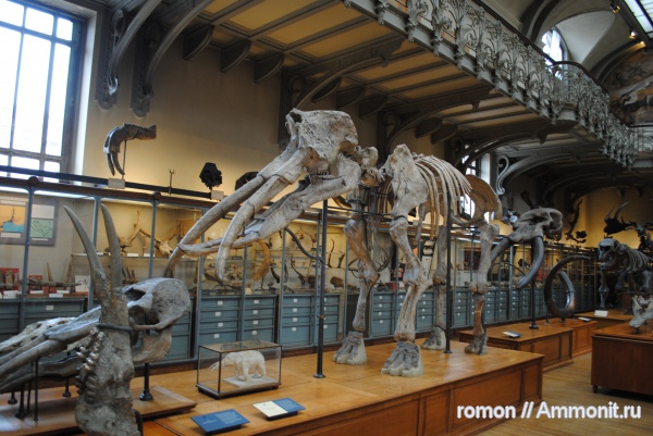 музеи, Archaeobelodon filholi, Archaeobelodon, Gomphotheriidae, MNHN