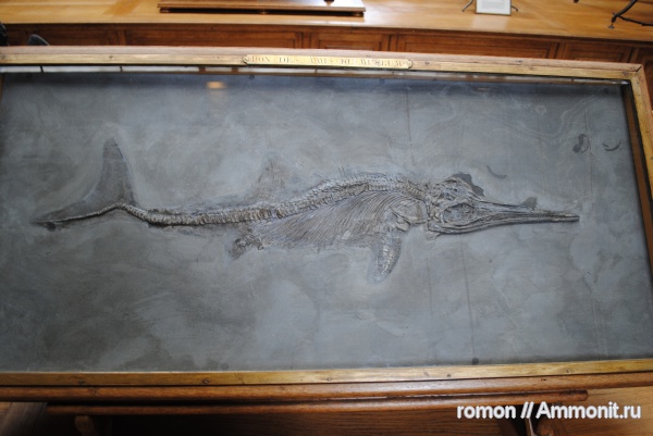 ихтиозавры