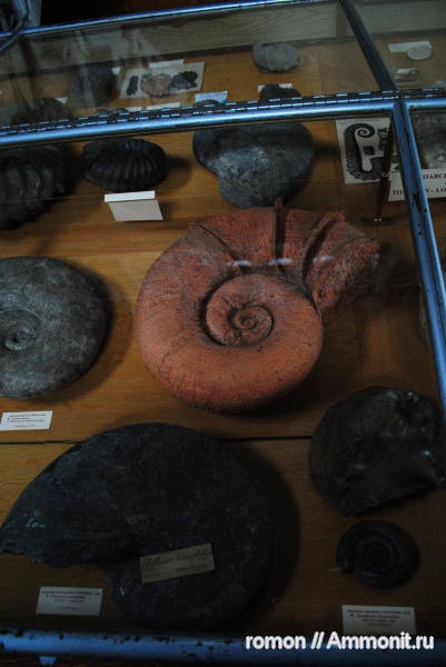 аммониты, музеи, Ammonites, Lytoceras, Lytoceratina, flares