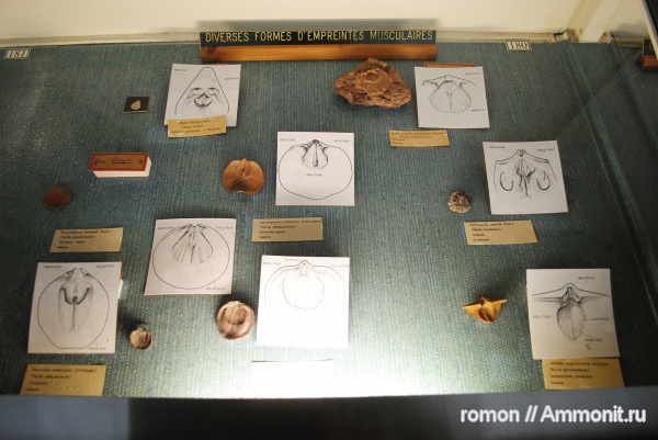 брахиоподы, музеи