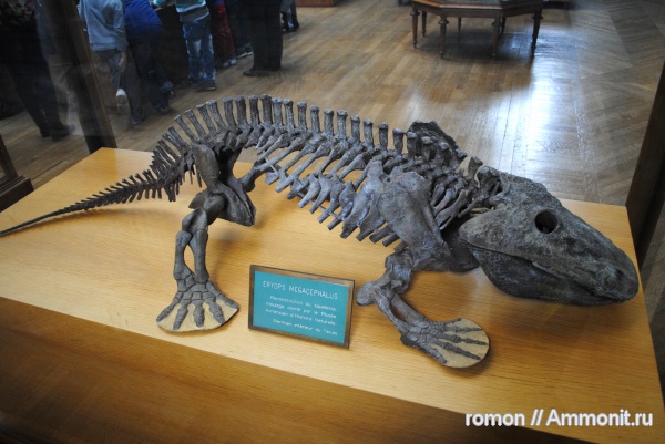 музеи, Eryops, Eryops megacephalus