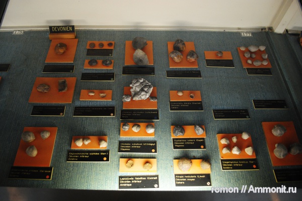 брахиоподы, музеи