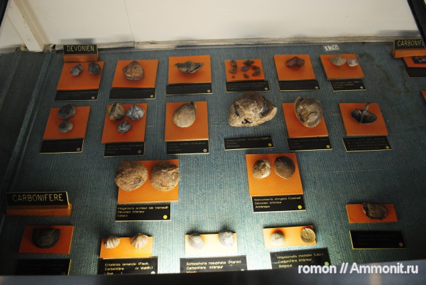 брахиоподы, музеи