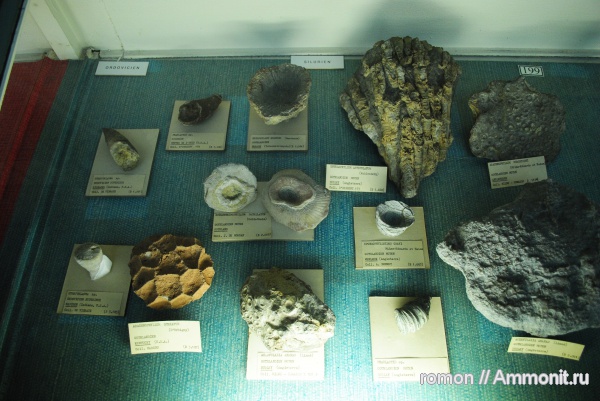 кораллы, музеи