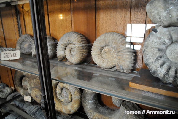 аммониты, музеи, Ammonites