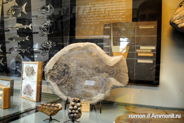 рыбы, зубы, музеи, fish, teeth