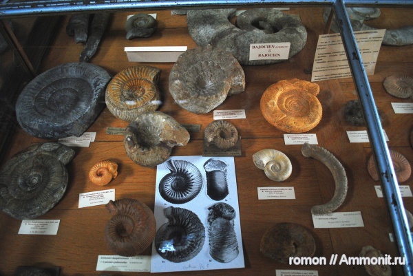 аммониты, музеи, Spiroceras, Stephanoceras, Normannites, Ammonites, Lytoceras, Cadomites, Vermisphinctes