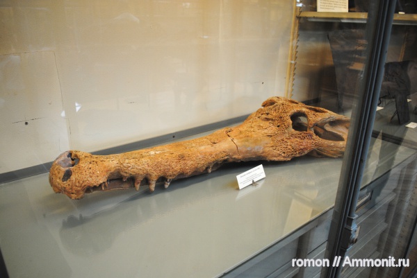 музеи, Elosuchus cherifiensis