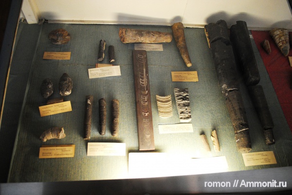 ортоцерасы, девон, Devonian