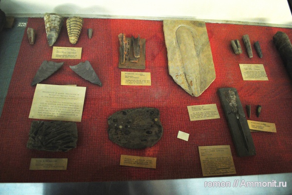 белемниты, музеи, belemnites