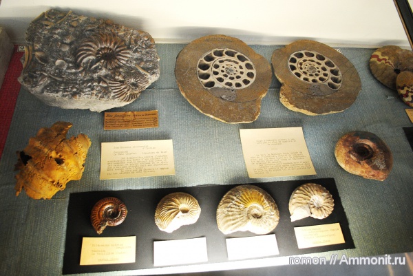 аммониты, музеи, Ammonites, Hildoceras, Amaltheus