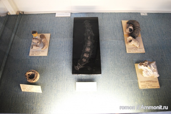 кораллы, музеи