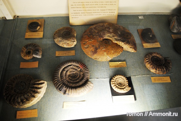 аммониты, музеи, Ammonites, Arietites, Oxynoticeras