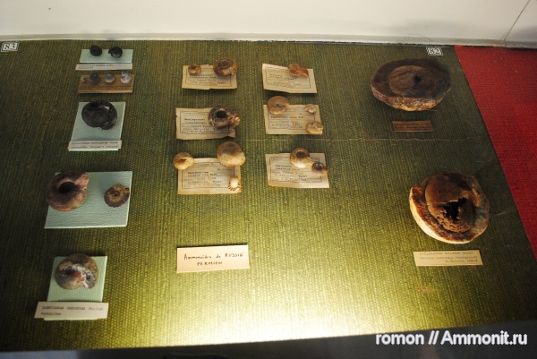 аммониты, музеи, Popanoceras, Ammonites