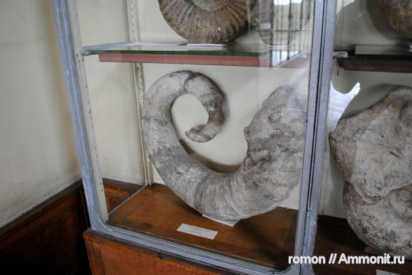 аммониты, музеи, баррем, Ammonites, Emericiceras, Barremian