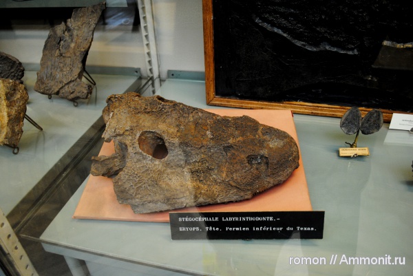 пермь, амфибии, лабиринтодонты, Eryops, Permian