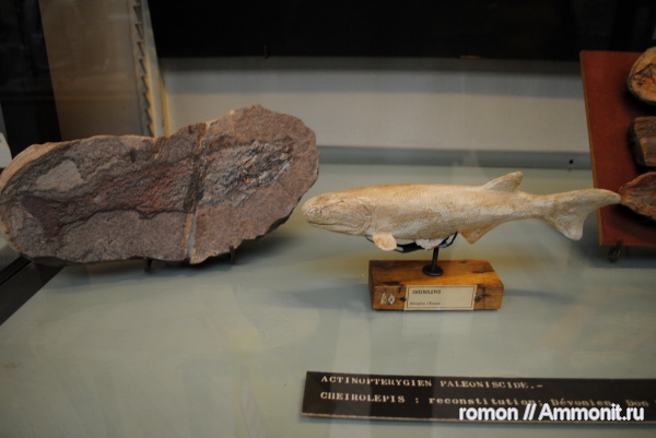 девон, Devonian, Cheirolepis