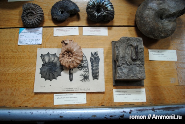 аммониты, музеи, Ammonites, Protohoplites, Hamites, Euhoplites