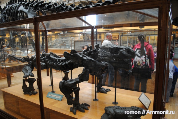 парейазавры, Pareiasauridae, Pareiasaurus