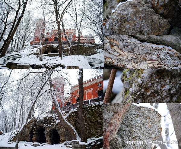 брахиоподы, девон, Devonian