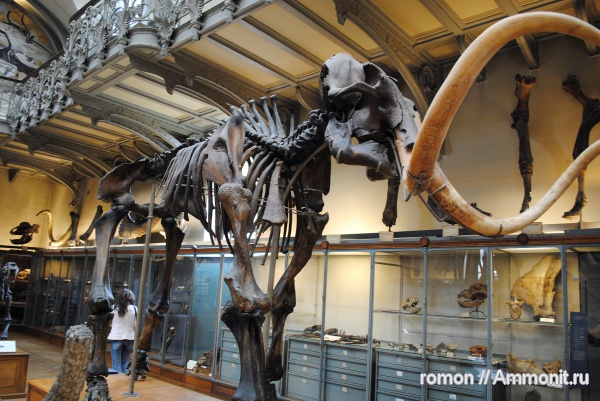 музеи, мамонты