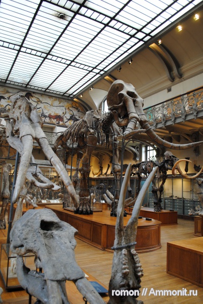 музеи, мамонты