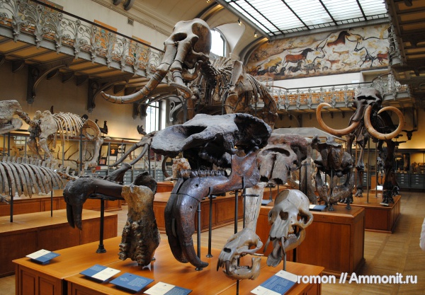 музеи, мамонты