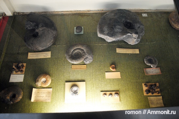 Goniatitida, Clymeniida, Clymenia, Goniatites