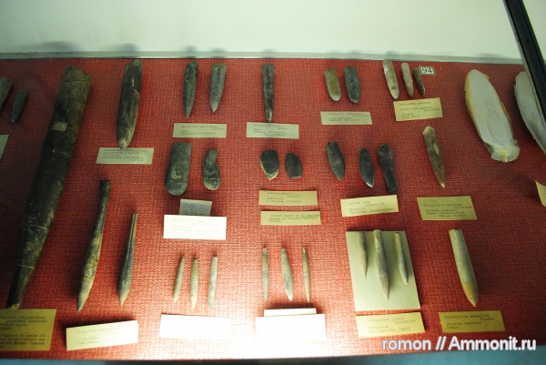 белемниты, MNHN, belemnites