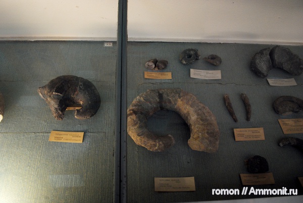 Nautiloidea, Phragmoceras, Ryticeras, MNHN