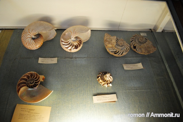 наутилусы, Nautilus, Nautilida, Aturia, MNHN