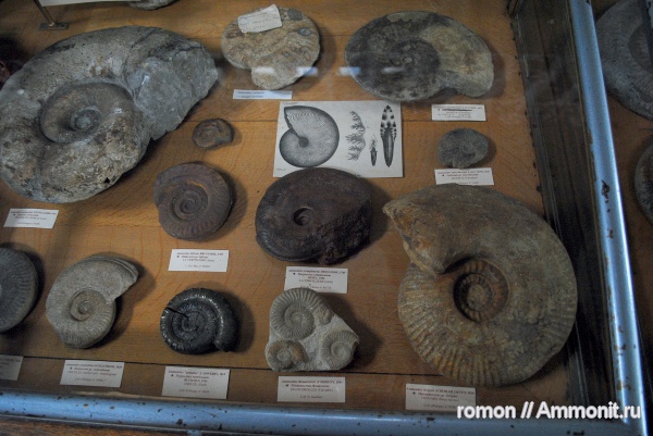 аммониты, музеи, Ammonites, Hildoceras, Harpoceras, MNHN, Grammoceras, Hildoceratidae