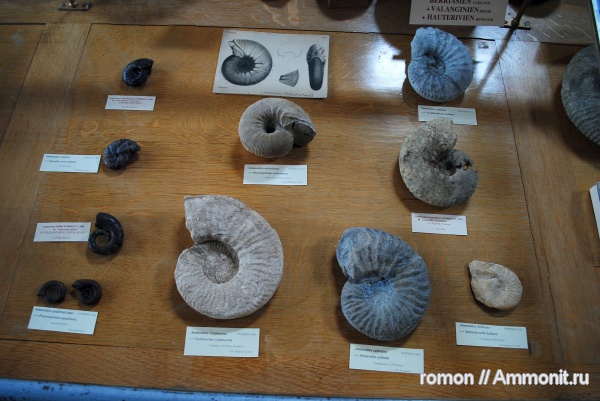 аммониты, музеи, Lyticoceras, Ammonites, Olcostephanus, MNHN