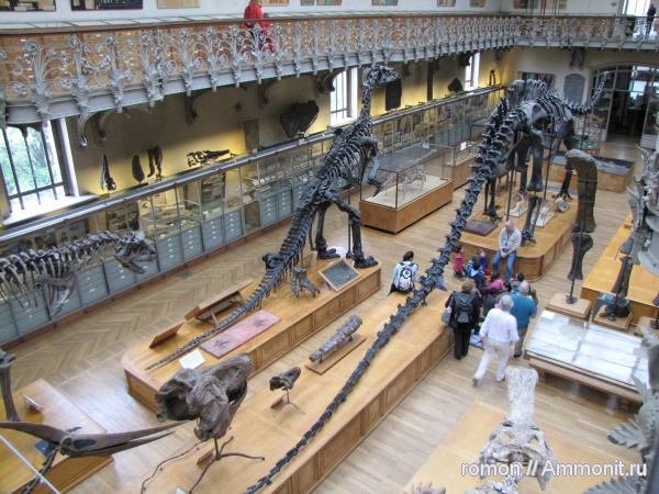 динозавры, зауроподы, музеи, Diplodocus, Diplodocus carnegii, MNHN