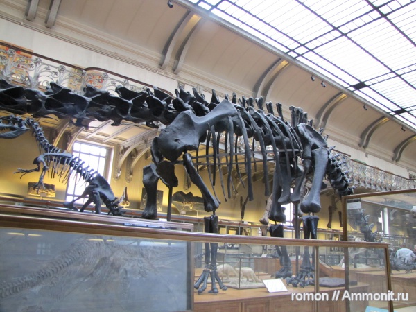 динозавры, зауроподы, музеи, Diplodocus, Diplodocus carnegii, MNHN