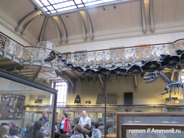 динозавры, зауроподы, музеи, Diplodocus, Diplodocus carnegii, MNHN