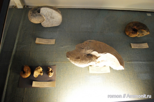 аммониты, наутилусы, музеи, Ammonites, Aturia, MNHN, Hercoglossa, Hercoglossa danica