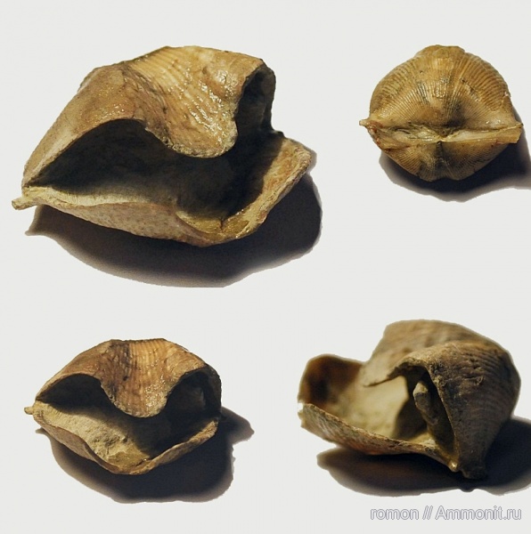 брахиоподы, Cyrtospirifer, Spiriferida