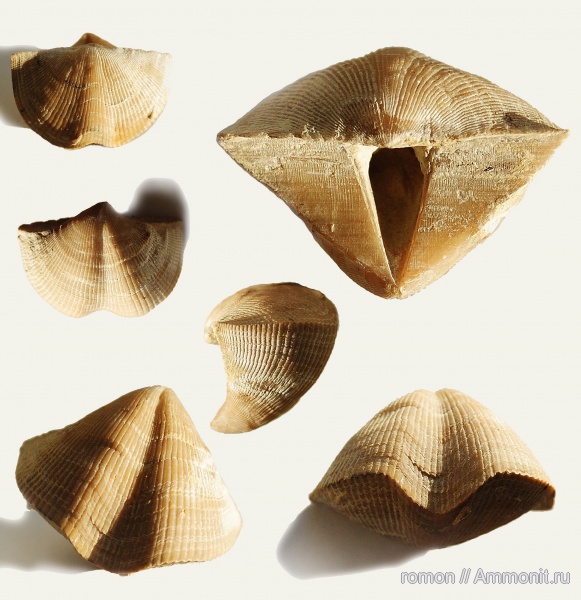 брахиоподы, девон, Devonian, Cyrtospirifer, Cyrtospirifer tenticulum