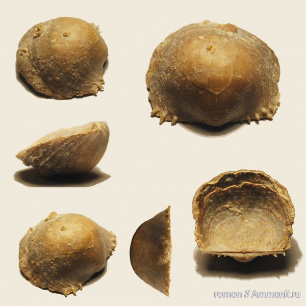 брахиоподы, девон, Devonian, Productida, Productella, обрастание, encrustation of brachiopods, Epizoans