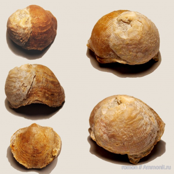 брахиоподы, девон, Devonian, Atrypa, Craniida, Atrypida, обрастание, брахиопода-прилипала, encrustation of brachiopods, Epizoans, Двустворка-прилипала