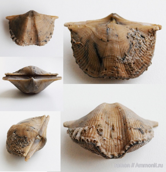 брахиоподы, девон, Devonian, Aulopora, Cyrtospirifer, Hederella, Spiriferida, обрастание, encrustation of brachiopods, Epizoans